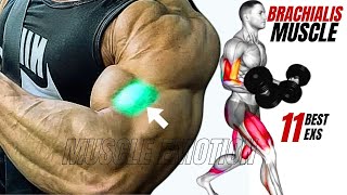 11 BEST BRACHIALIS WORKOUT AT GYM TO GET BIGGER ARMS FAST [upl. by Osber]