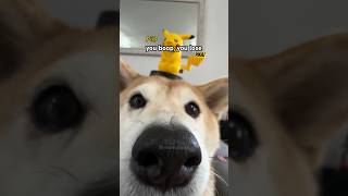 Watashi wa star dog ⭐ Pikachu vs Eeveebork cutenessoverload [upl. by Westney]