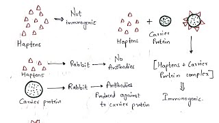 Haptens and Adjuvants  Bio science [upl. by Charlotta781]