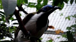 Blue faced Honeyeater [upl. by Etselec]