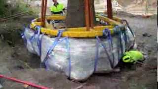 ArborCo Tree Relocation Brachychiton and Erythrina [upl. by Euqinmod992]