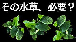 水草がco2を入れても育たず、上部フィルターでも育つ理由 [upl. by Sension]