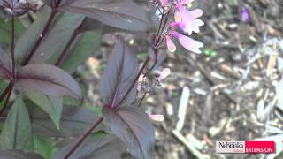 Green and Growing Tip Penstemons [upl. by Nohcim427]