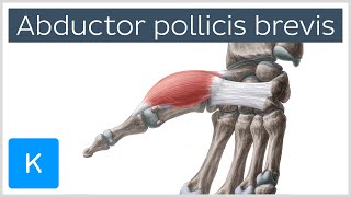 Abductor pollicis brevis muscle  Oamp I Function amp Innervation  Anatomy  Kenhub [upl. by Norvall570]