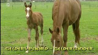 Gelders Paard  Gelderlander  Gelderländer [upl. by Amieva]