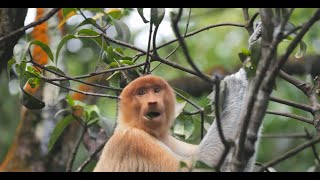 The Proboscis Monkey When Bigger is Better [upl. by Appleton]