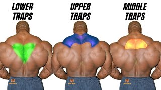 TRAPS WORKOUT Top 4 upper middle and lower traps workout with dumbbells only [upl. by Adok]