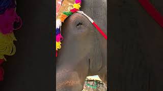 Giant Crying Elephant  KIA Bengaluru trending viralshort bengaluru airport elephant emotional [upl. by Onaled]