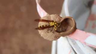 Mud Dauber Wasp Making Nest HD [upl. by Suoilenroc582]