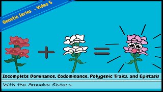 Incomplete Dominance Codominance Polygenic Traits and Epistasis [upl. by Maghutte]