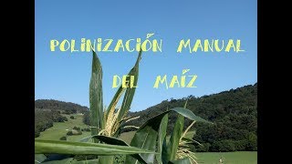 👉Como polinizar Maíz 🌽 Cultivo de maíz  tuhuertofacil [upl. by Leal]