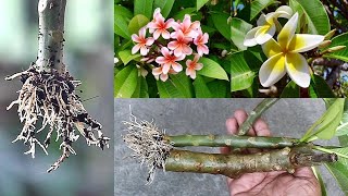 SUPER EASY Method To GROW Plumeria Champa From Cuttings [upl. by Cinnamon709]