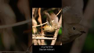 飛び立つジョウビタキDaurian redstart [upl. by Warrenne280]