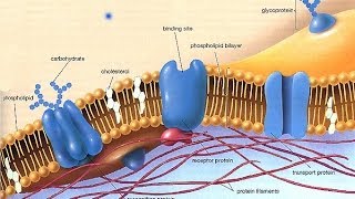 The Fluid Mosaic model for ALevel Biology [upl. by Tarrance494]