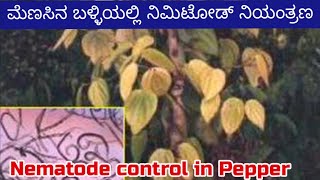 Black Pepper nematode control [upl. by Anwahsal]