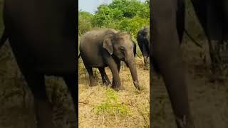 Udawalawe national park srilanka 🐘❤️❤️ [upl. by Ordway795]