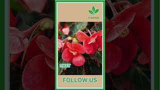 Is Dragon Wing Begonia Perennial or annual  garden plant indoorplanting indoorplants gardening [upl. by Ecertak]