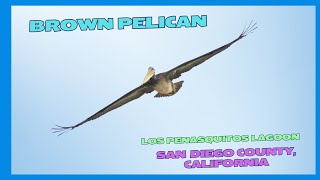 Brown Pelican  Los Penasquitos Lagoon  San Diego County California [upl. by Orianna]