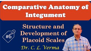 Structure and Development of Placoid Scales [upl. by Wendin]