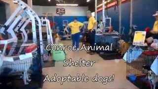 ASVT Offsite Adoption Event Video [upl. by Shellie]