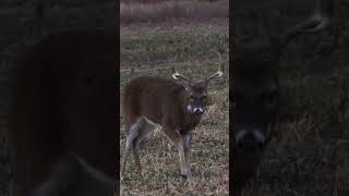 Decoy Fools BIG Missouri Buck [upl. by Lucho]