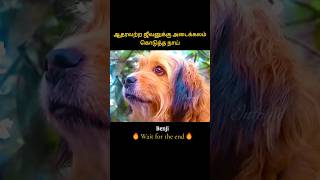 Dogs unconditional love saved a poor life  ஆதரவற்ற ஜீவனுக்கு அடைக்கலம் கொடுத்த நாய்  Infogle [upl. by Colley]