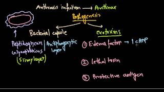 Bacillus anthracis pathogenesis [upl. by Arrol]