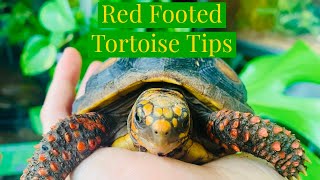 Red Footed Tortoise Tips [upl. by Nap363]