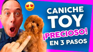 Los MEJORES CUIDADOS para tu CANICHE TOY o POODLE 🐶 PELUQUERÍA CANINA [upl. by Eetsim460]