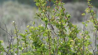 Clay Colored Sparrow Merritt [upl. by Coveney]