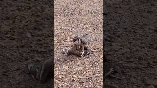 Hunting stone curlew desertwings birds falconry [upl. by Yruok]