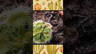 Drosera Burmannii plantacarnivora plantas carnivorusplants [upl. by Clerk]