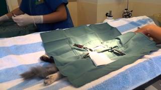 Female Cat Desexing Surgery  Part 1 [upl. by Haletta]