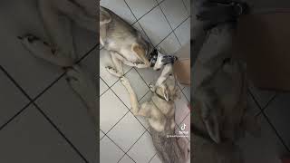 Saarloos Wolfhunde  zwei die sich lieben 🥰 [upl. by Allcot889]