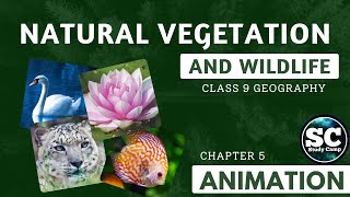 Natural Vegetation and Wildlife  Animation   Class 9 Geography Chapter 5  Study Camp [upl. by Ennire567]