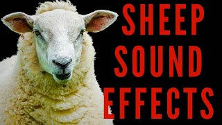 Sheep Sound Effects Listen To The Different Sounds Sheep Make  maktubytv [upl. by Qerat293]