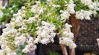 Crepe Myrtle Lagerstroemia [upl. by Laroy]