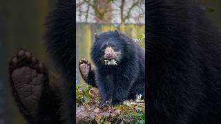 Fascinating Facts About the Spectacled Bear wildlife animals jungle animalshorts bear [upl. by Huntley]