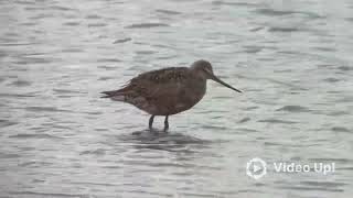 Hudsonian Godwit [upl. by Sine751]