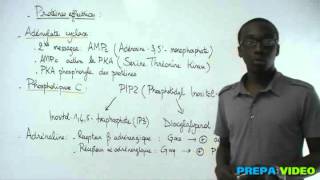 biochimie cours protéines effectrices [upl. by Meaghan446]