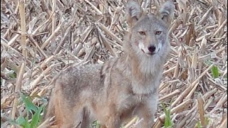 Ten 10 Best Coyote Hunting Clips [upl. by Yboc]