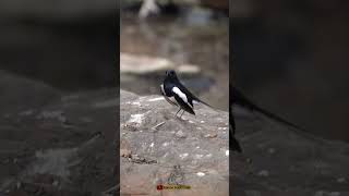 Birds Moment in Ranthambhore Tiger Reserve  Sony shorts knowyourlens [upl. by Twitt]