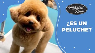 Este CANICHE queda como un PELUCHE  Magistral Royal [upl. by Anelis]