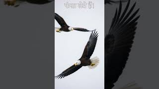 Death Spiral Mating Technique Used By Bald Eagles [upl. by Mis]