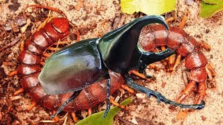 Unbelievable Centipede knock down Beetles  Welcome To Centipede Island [upl. by Eldwen]