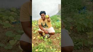 Harvest day episode 11 🏡😋organicfarming gardening organic harvest [upl. by Annek]