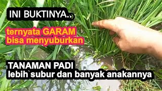 garam pupuk tanaman padi ternyata lebih subur [upl. by Ferd160]