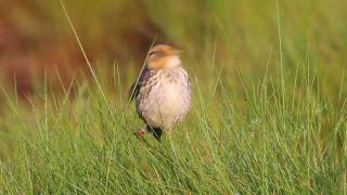 Saltmarsh Sparrows in Connecticut saltmarsh [upl. by Analem]