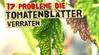 Das verraten dir Tomatenblätter über Krankheiten Nährstoffmangel und Probleme Gärtnerwissen [upl. by Ecerahc412]