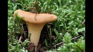 Cantharellus pallens 22062024 [upl. by Arelc]